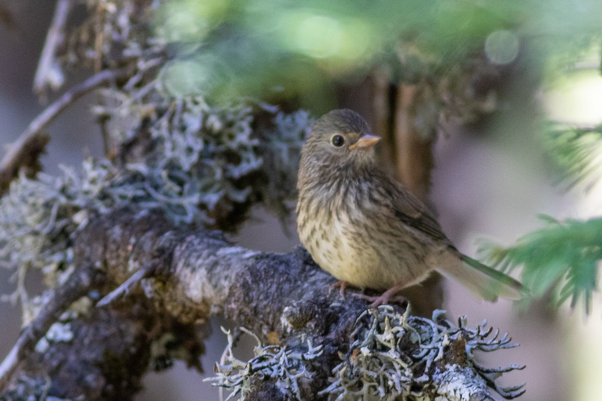 Dark-eyed Junco (Oregon) - ML171311451