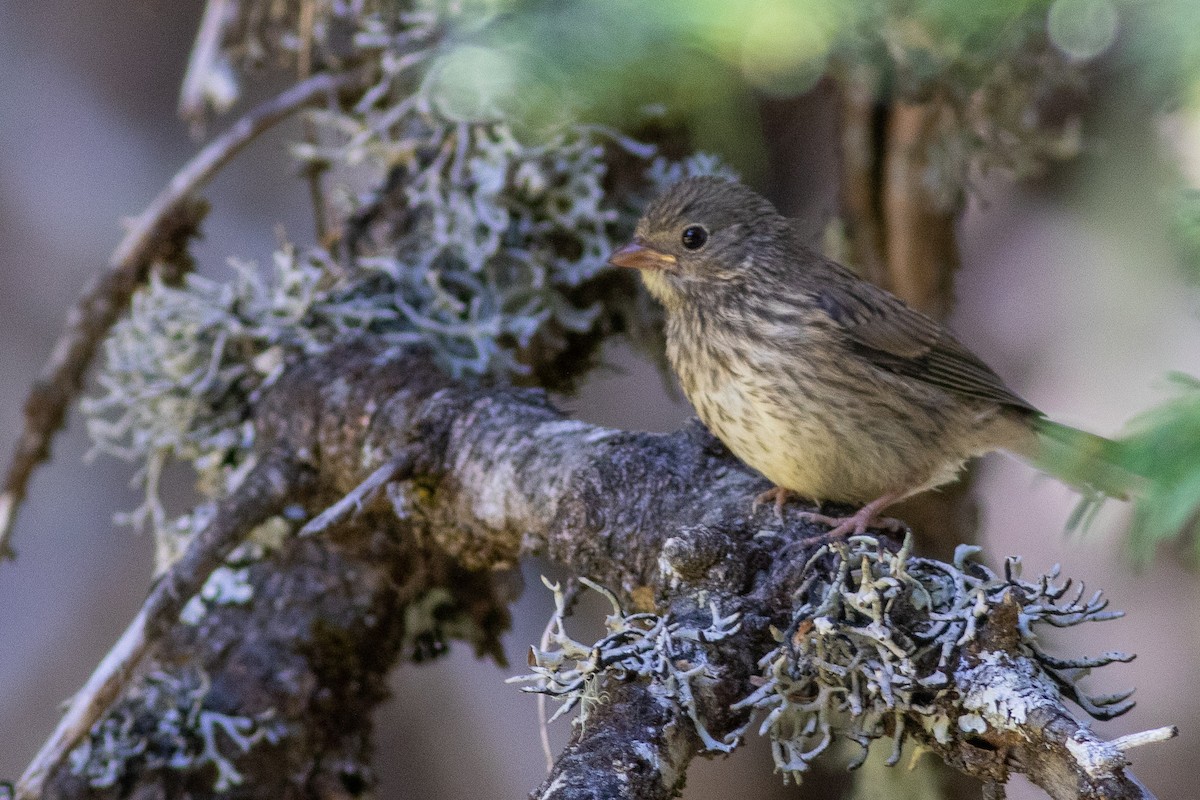 Dark-eyed Junco (Oregon) - ML171311461