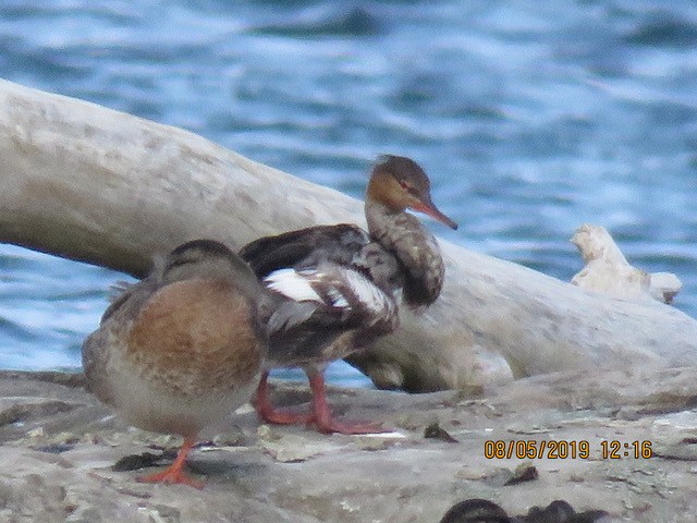 Red-breasted Merganser - ML171311541