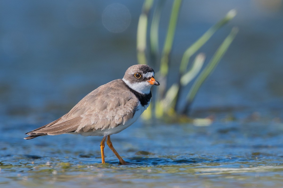 Semipalmated Plover - ML171311791