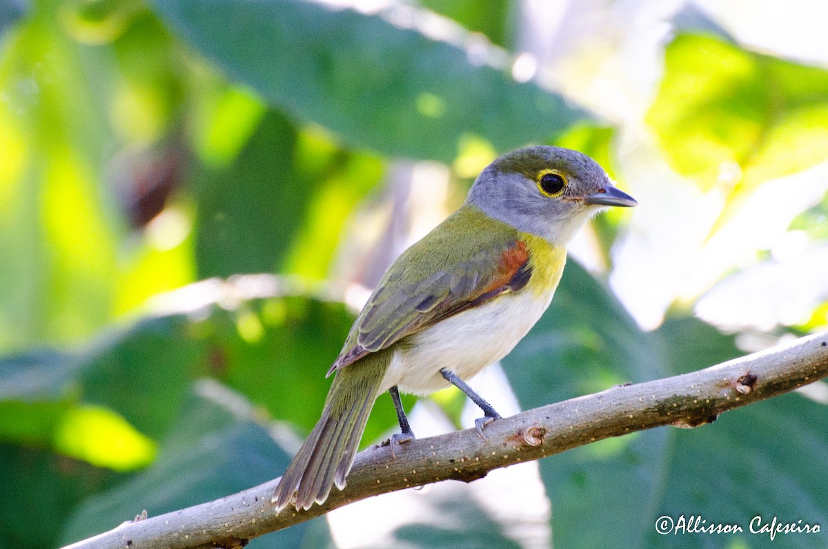 Green-backed Becard (Green-backed) - Allisson Cafeseiro