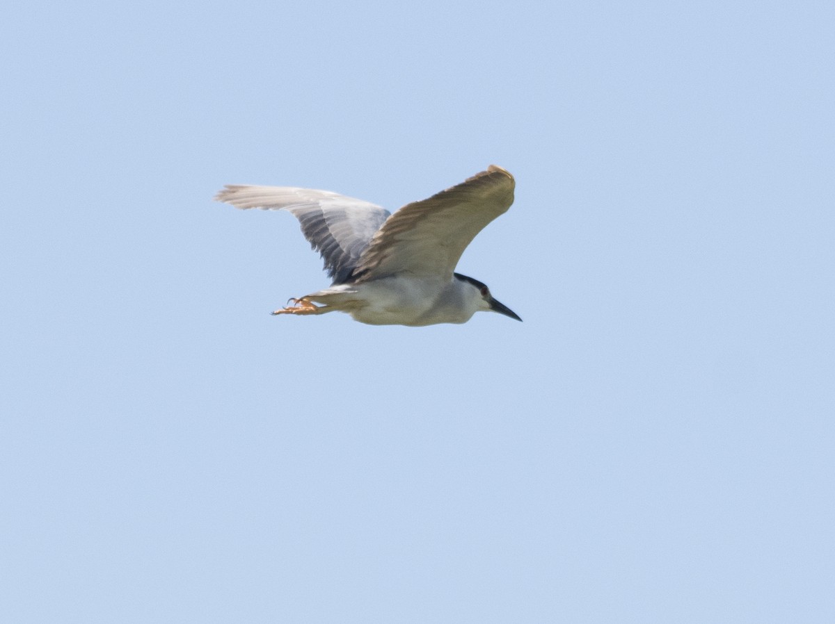 Black-crowned Night Heron - ML171314631