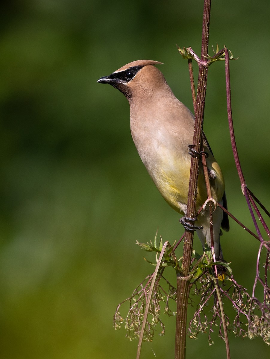 Cedar Waxwing - ML171314931