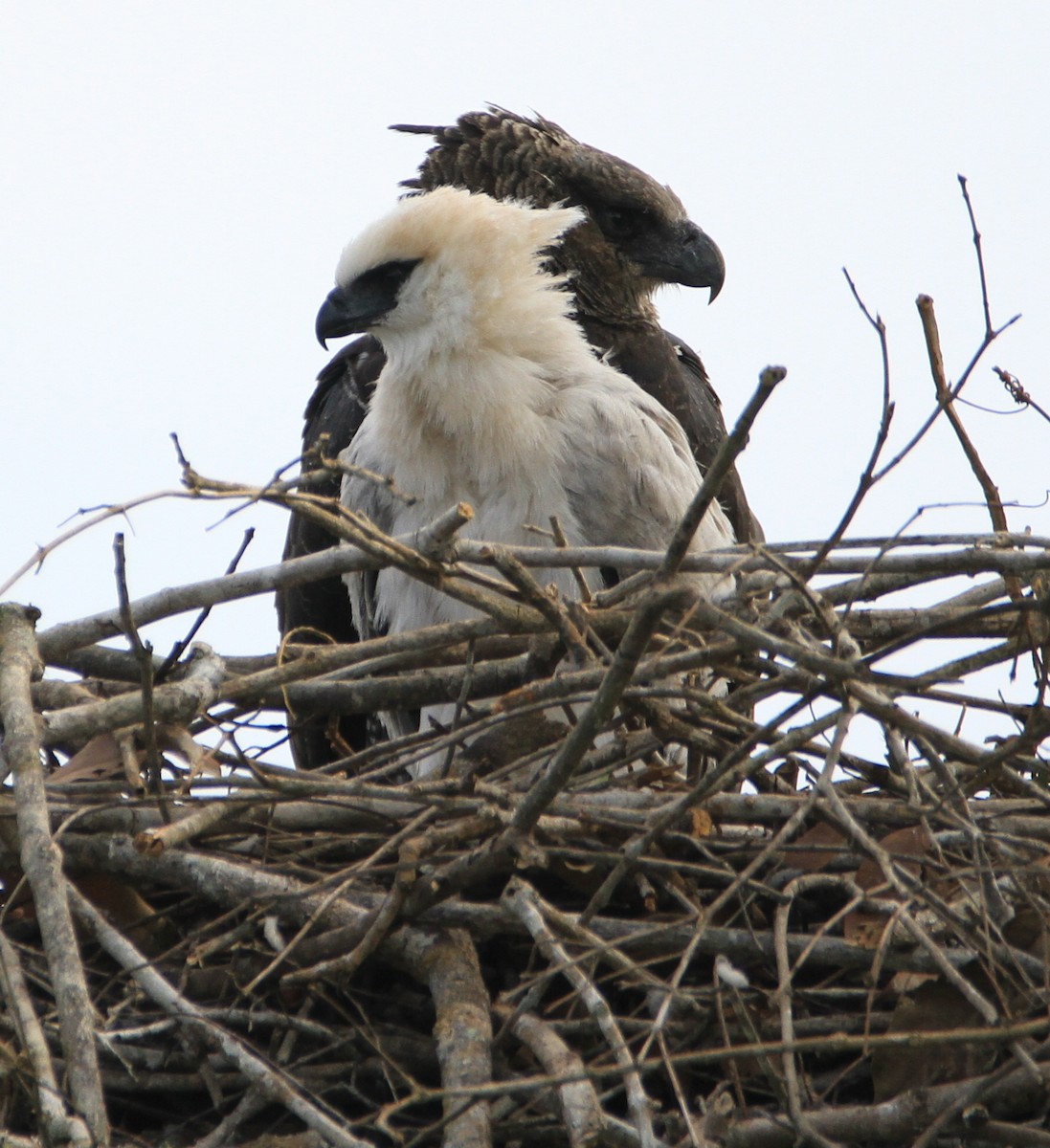 Crested Eagle - ML171315621