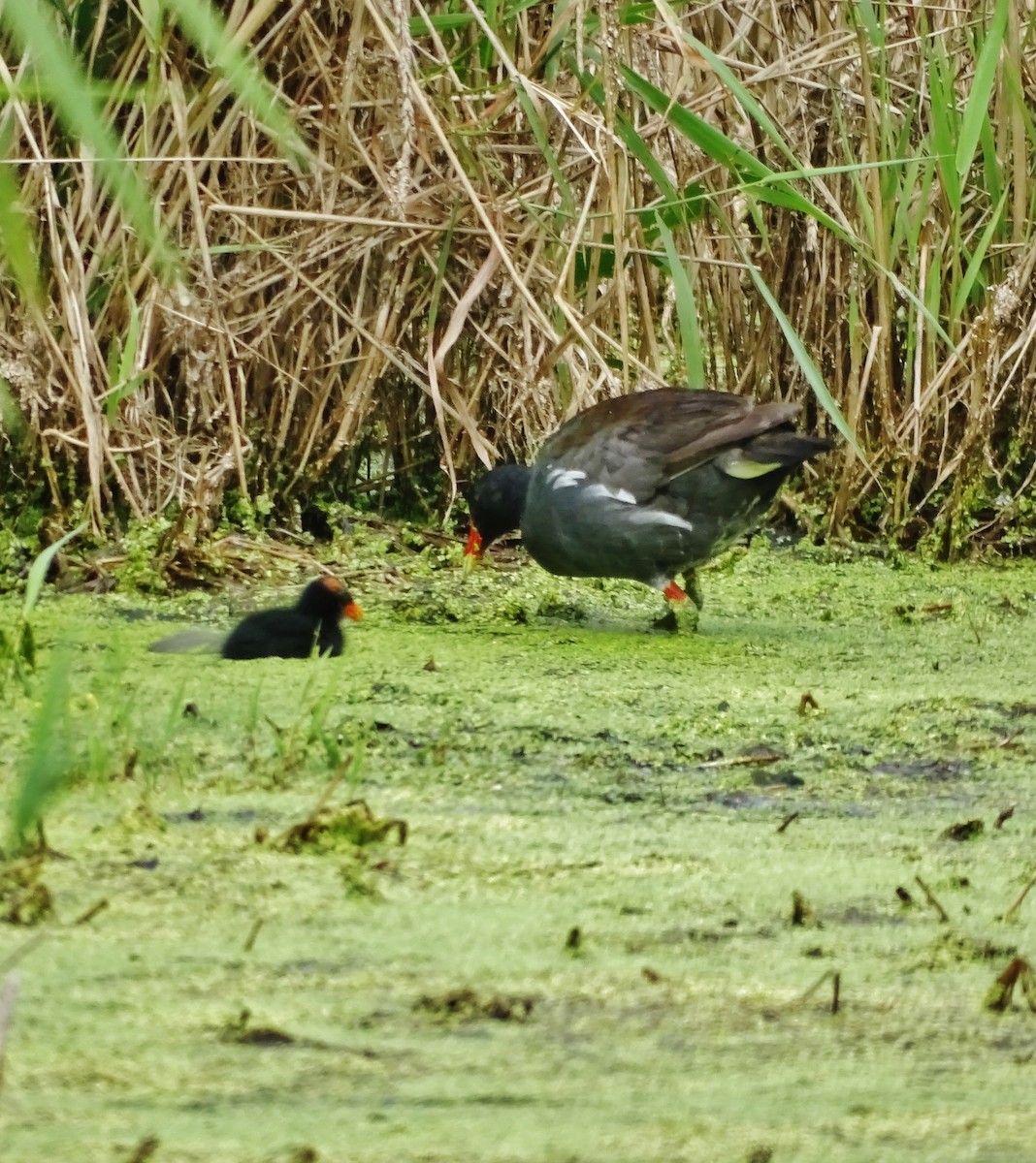 Common Gallinule - ML171315831