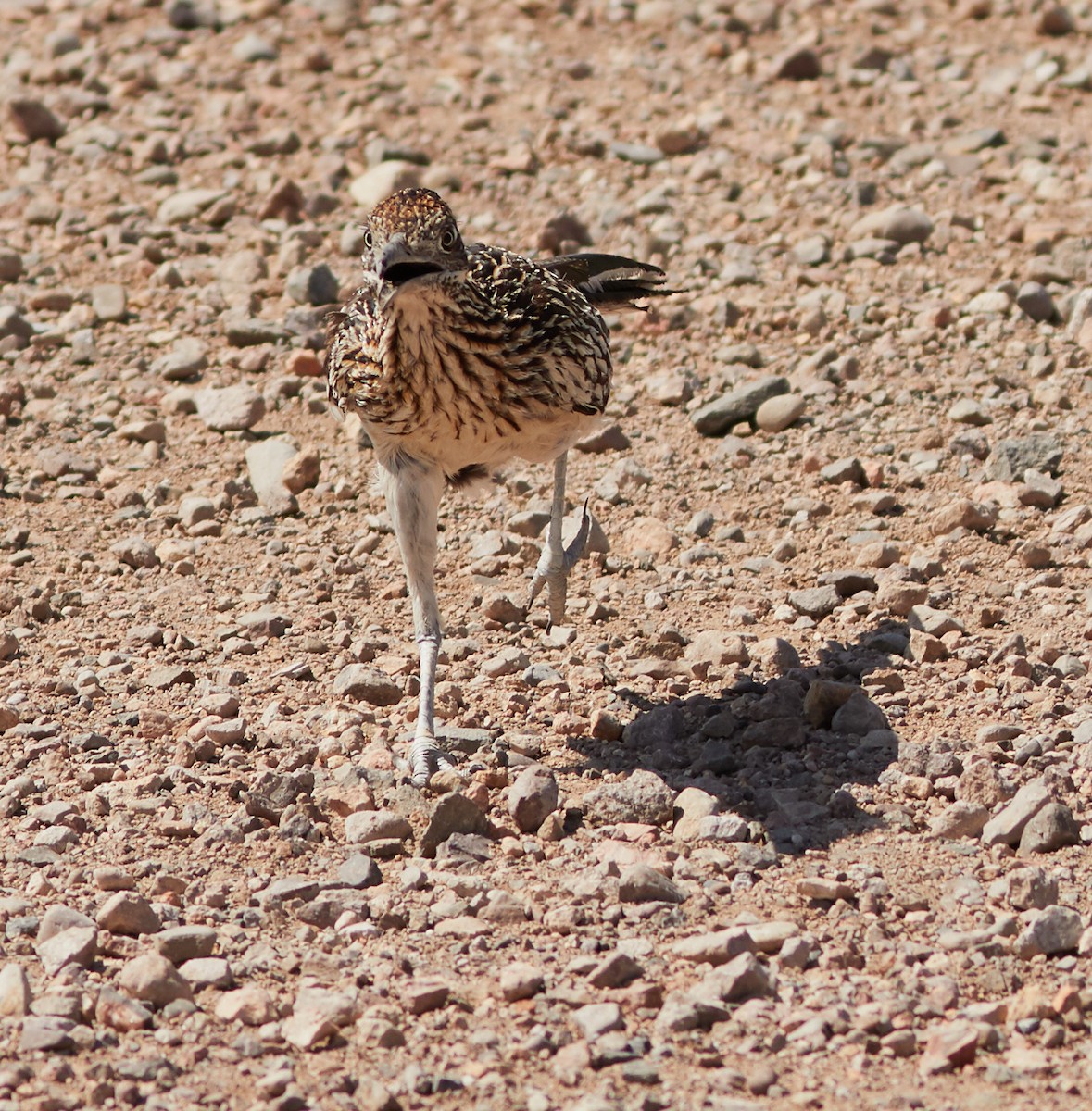 Greater Roadrunner - Randy Harrod