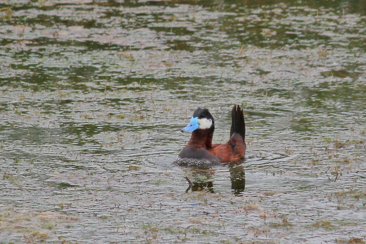 Ruddy Duck - I'm Birding Right Now (Teresa & Miles Tuffli)