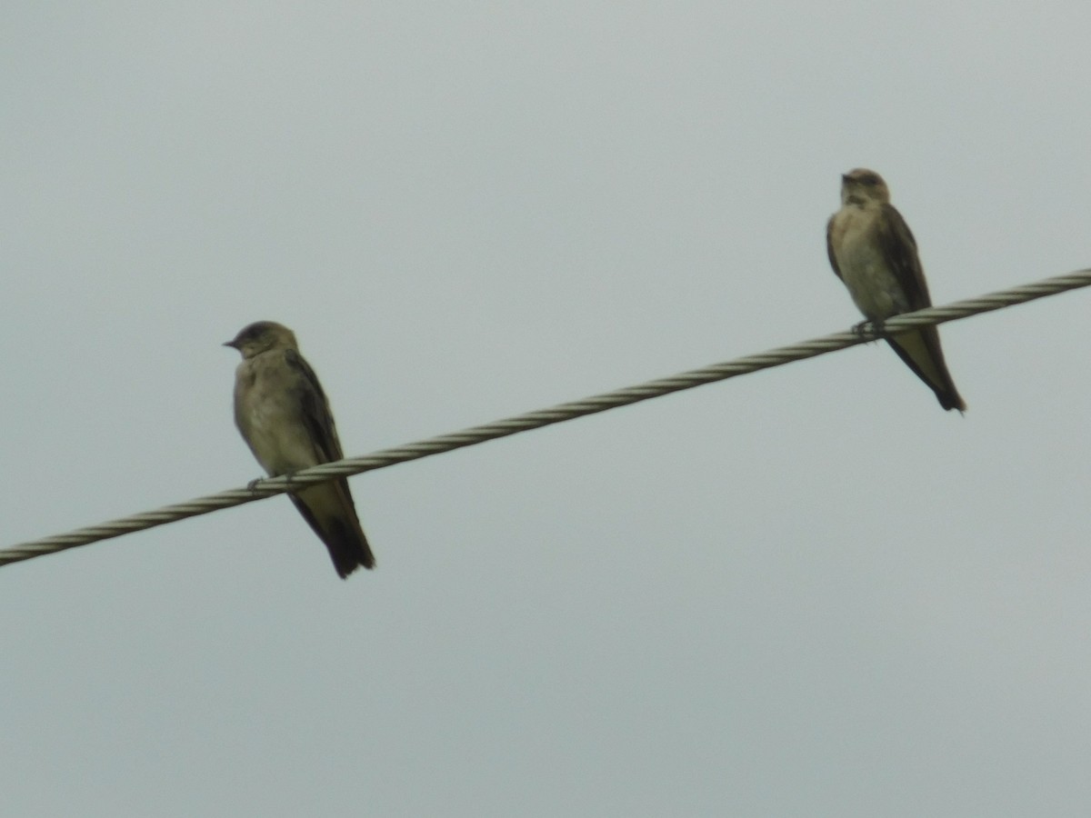 Golondrina Aserrada - ML171316041