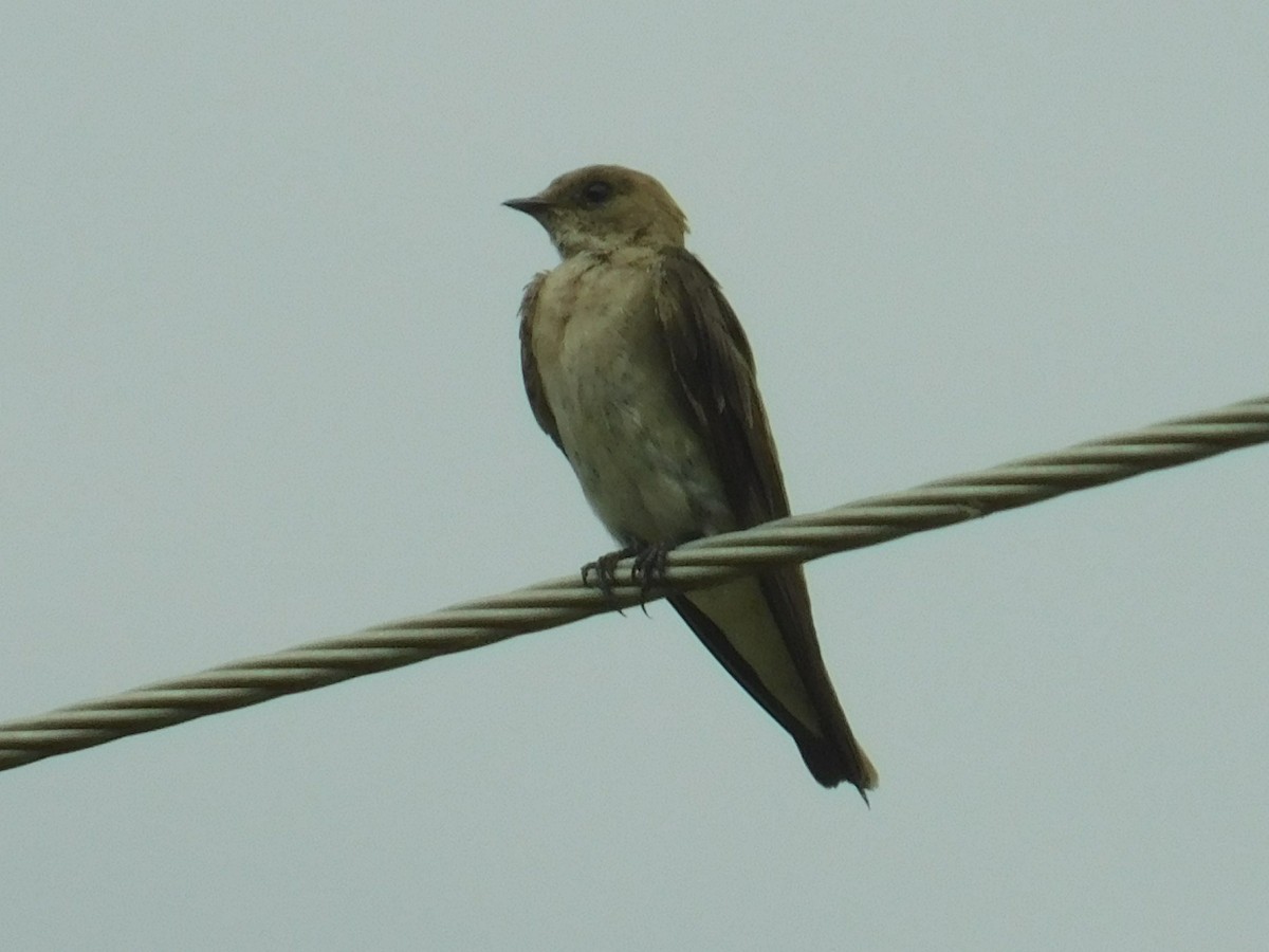 Northern Rough-winged Swallow - ML171316051