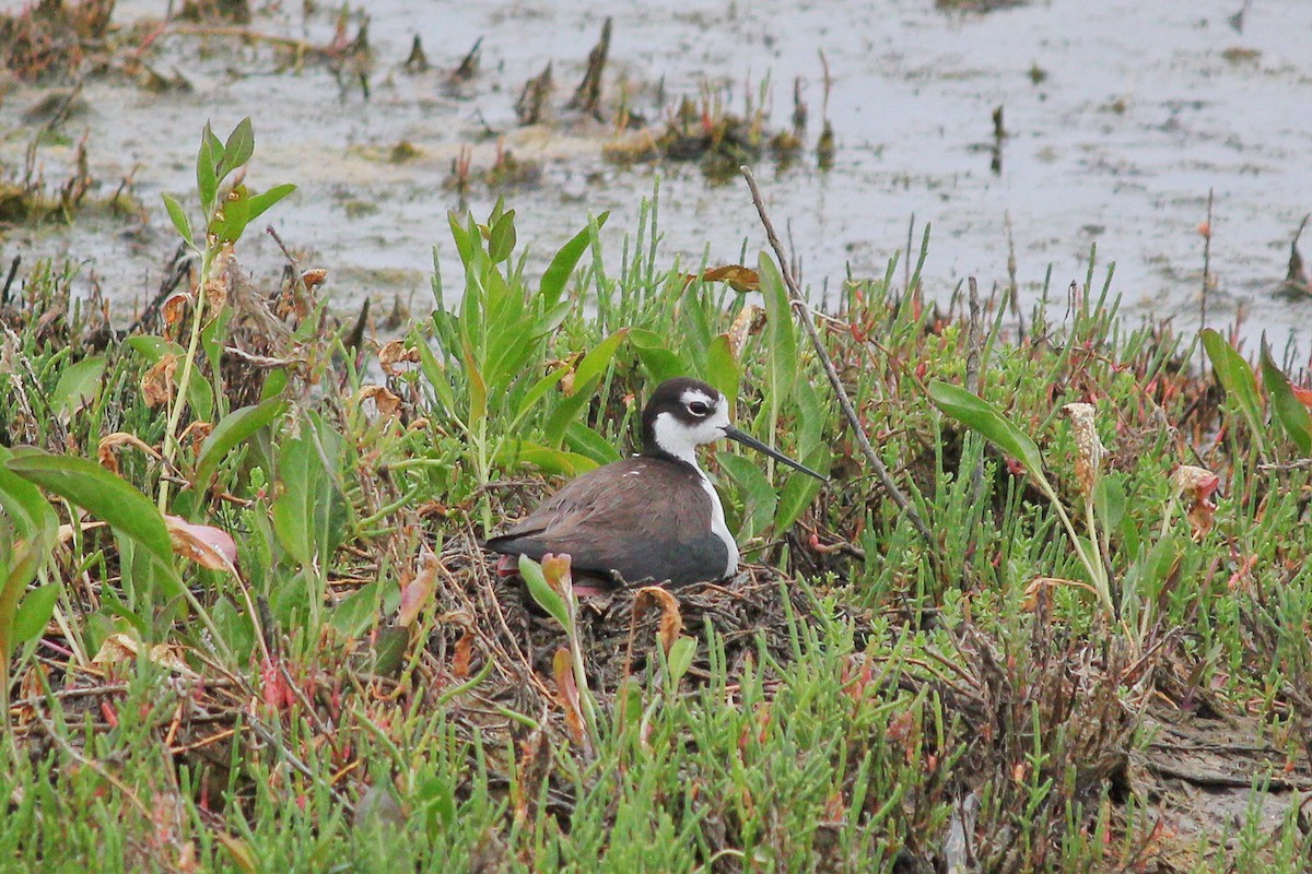 Black-necked Stilt - ML171316181