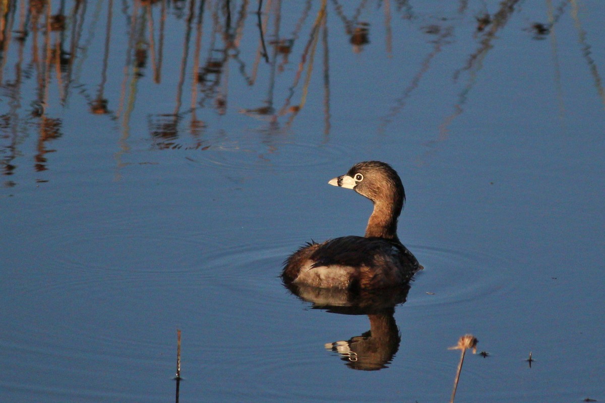 Pied-billed Grebe - I'm Birding Right Now (Teresa & Miles Tuffli)