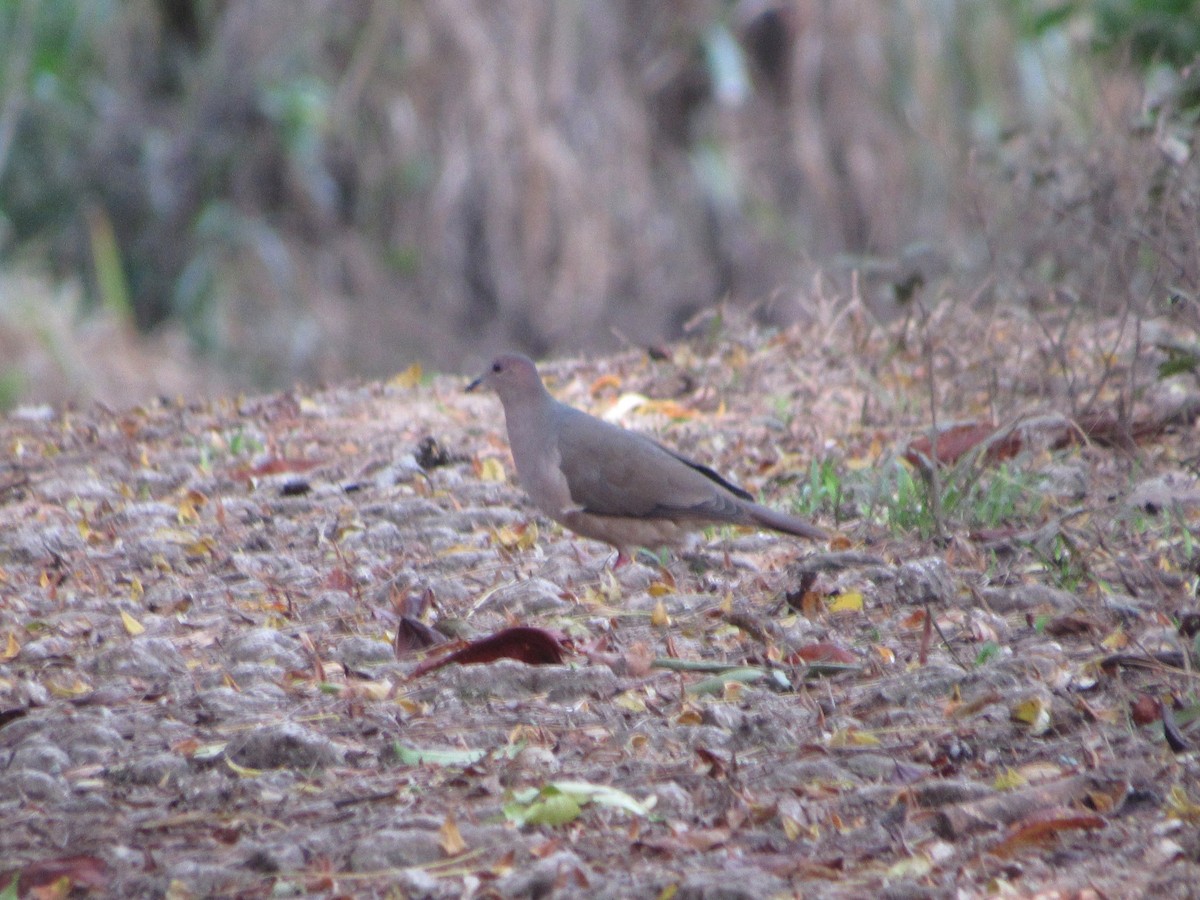 White-tipped Dove - ML171321251