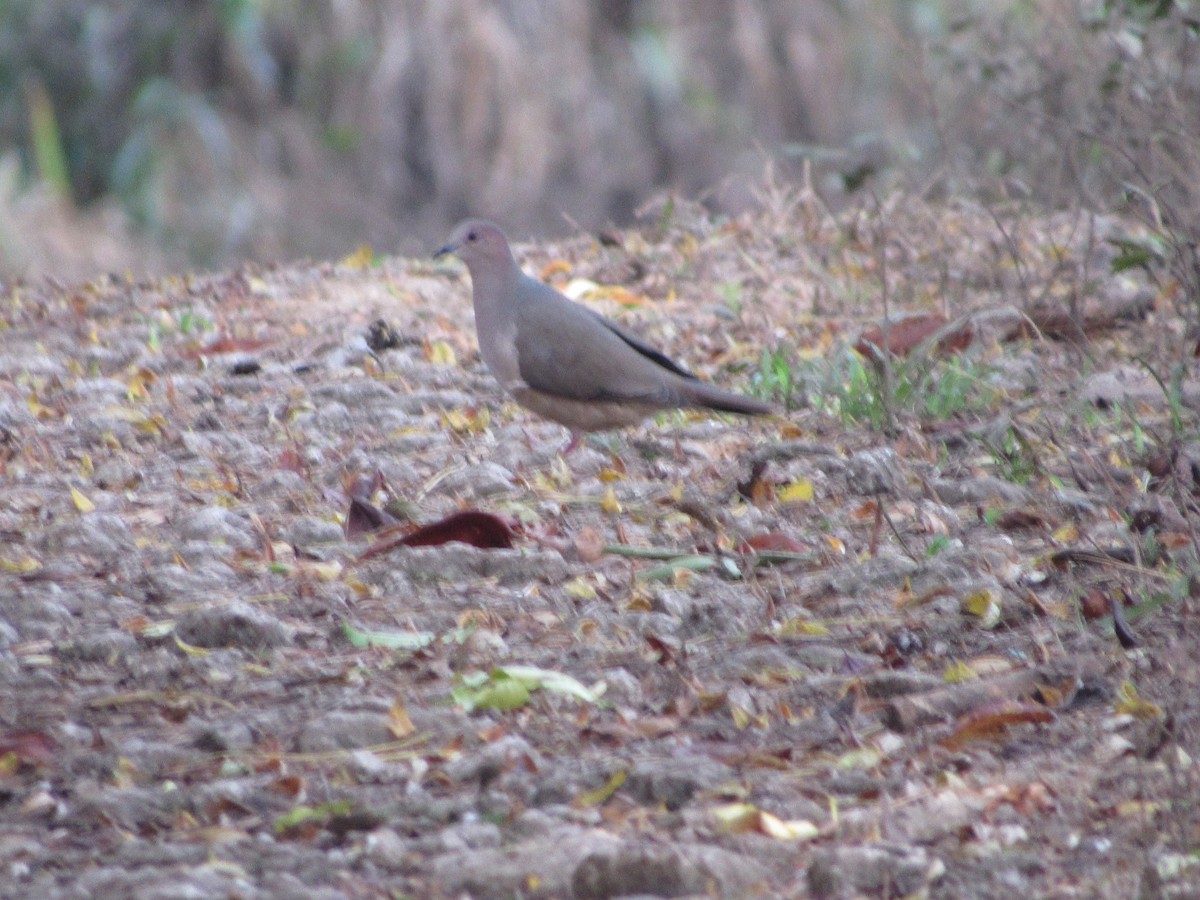 White-tipped Dove - ML171321261