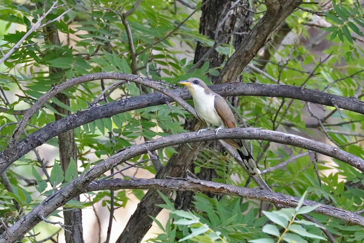 Yellow-billed Cuckoo - Richard Fray