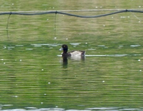 Tufted Duck - Betsy MacMillan