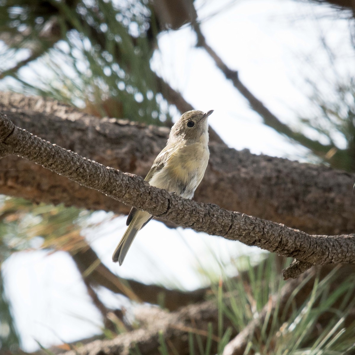 Olive Warbler - Melissa James