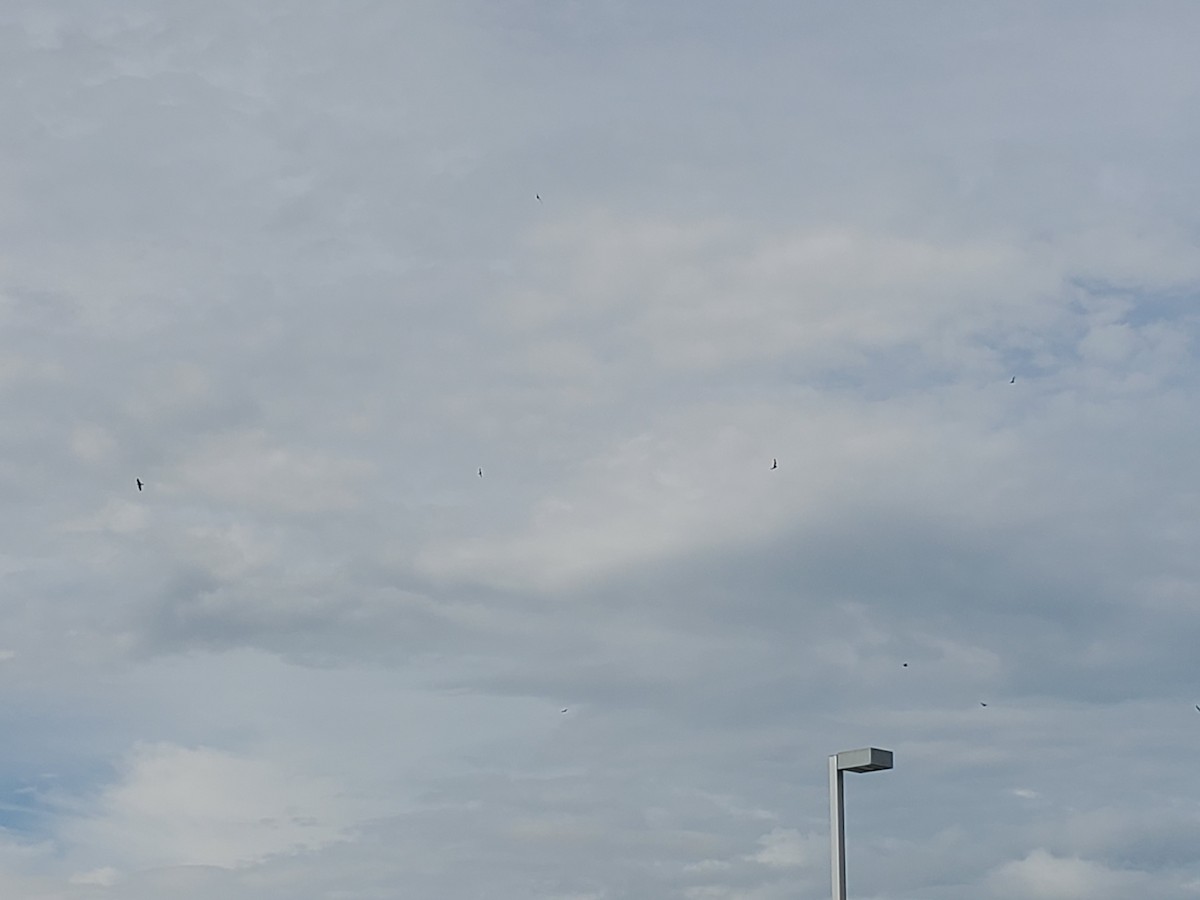 Common Nighthawk - ML171326371