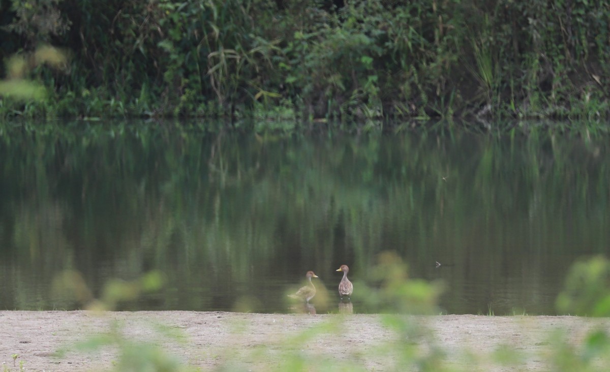 Yellow-billed Pintail - ML171326421