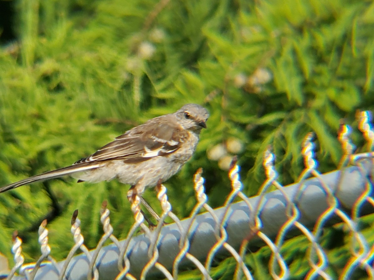 Northern Mockingbird - ML171327191