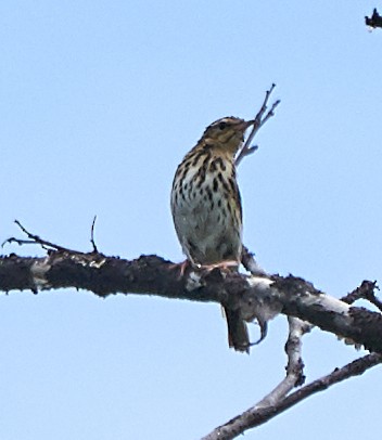 Olive-backed Pipit - ML171327661