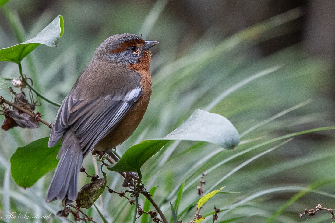 Rusty-browed Warbling Finch - Alejandro Sandoval