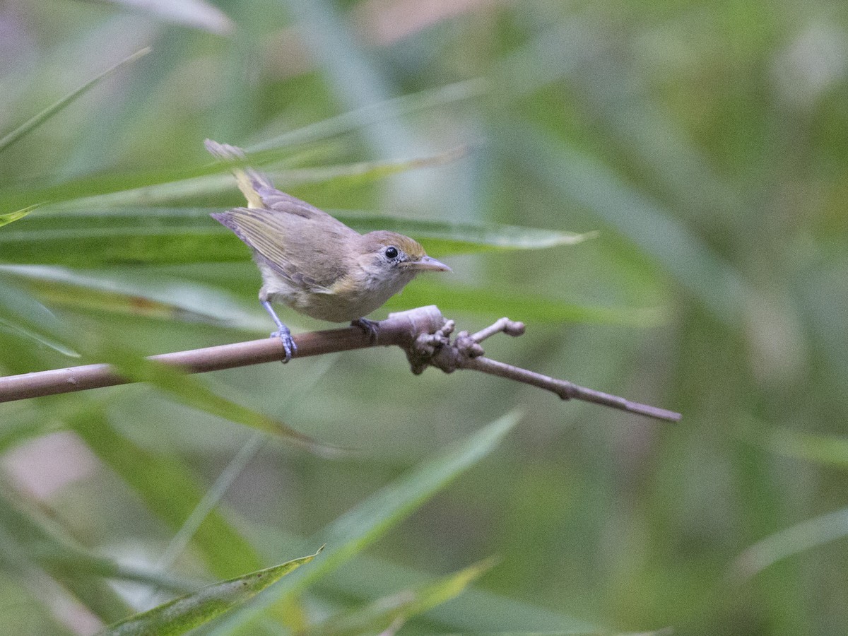 Golden-fronted Greenlet - Oswaldo Hernández Sánchez