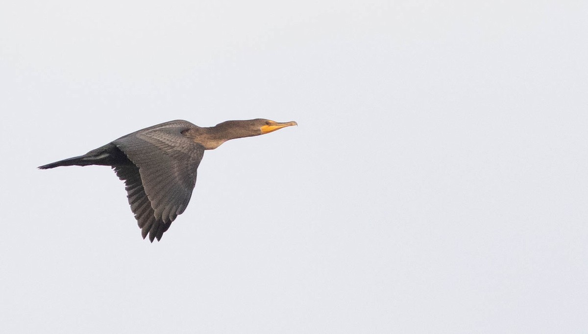 Double-crested Cormorant - ML171330511