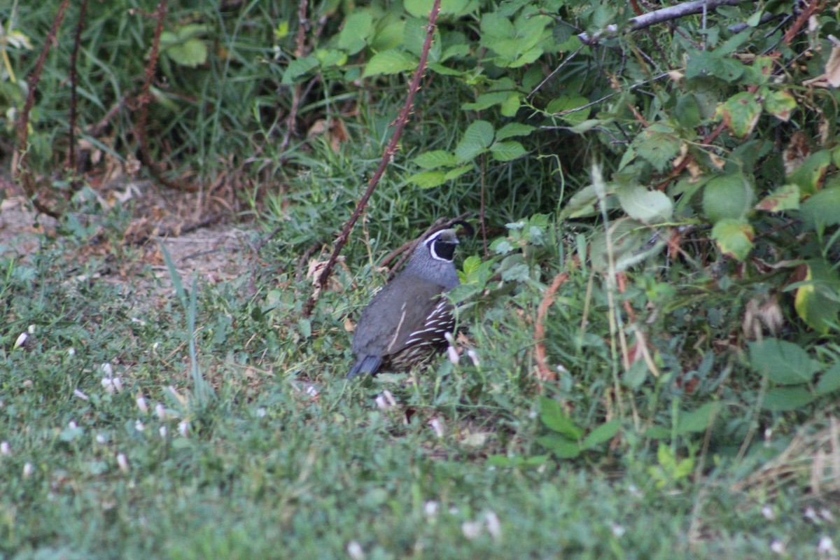 California Quail - Alex Hachtman