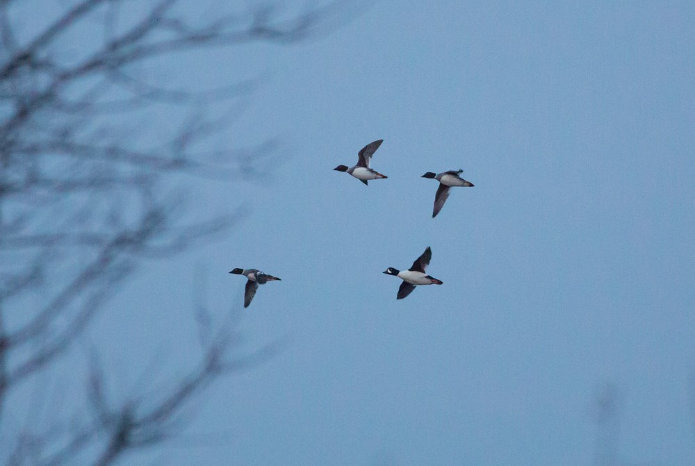 Barrow's Goldeneye - ML171332391