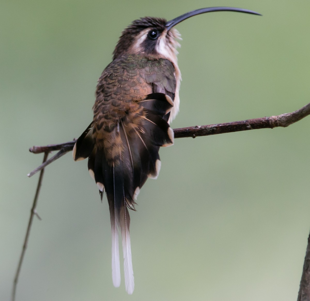 Long-billed Hermit - ML171334441