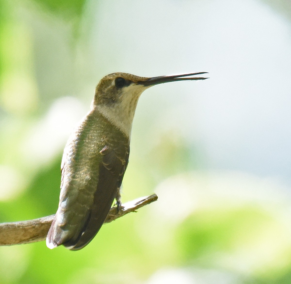 Black-chinned Hummingbird - ML171334481