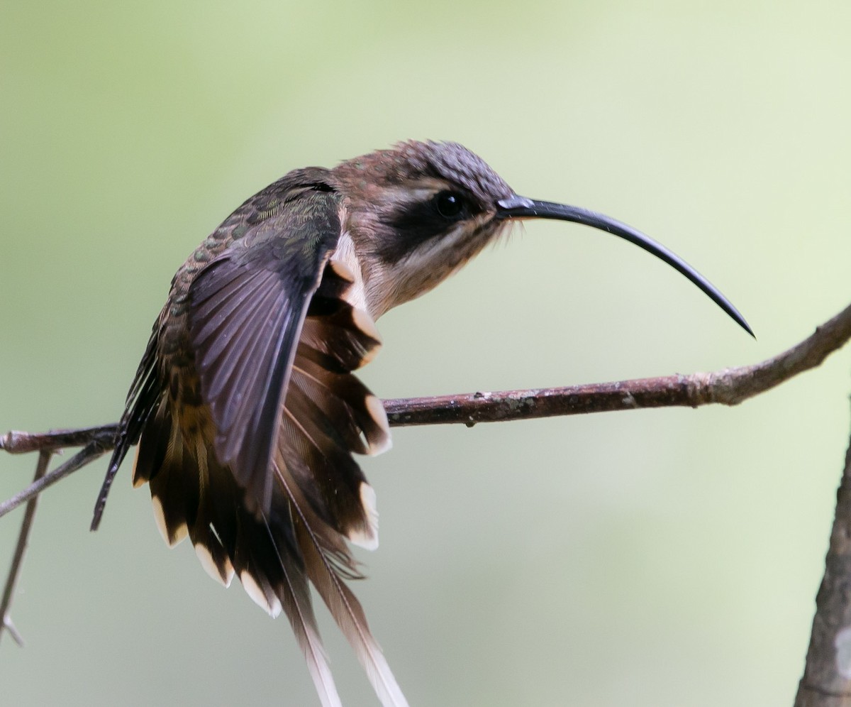 Long-billed Hermit - ML171334541