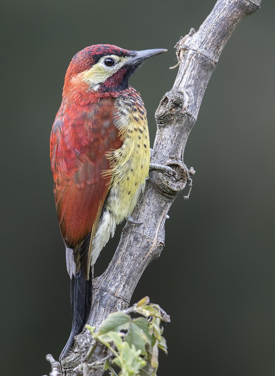 Crimson-mantled Woodpecker - Anonymous