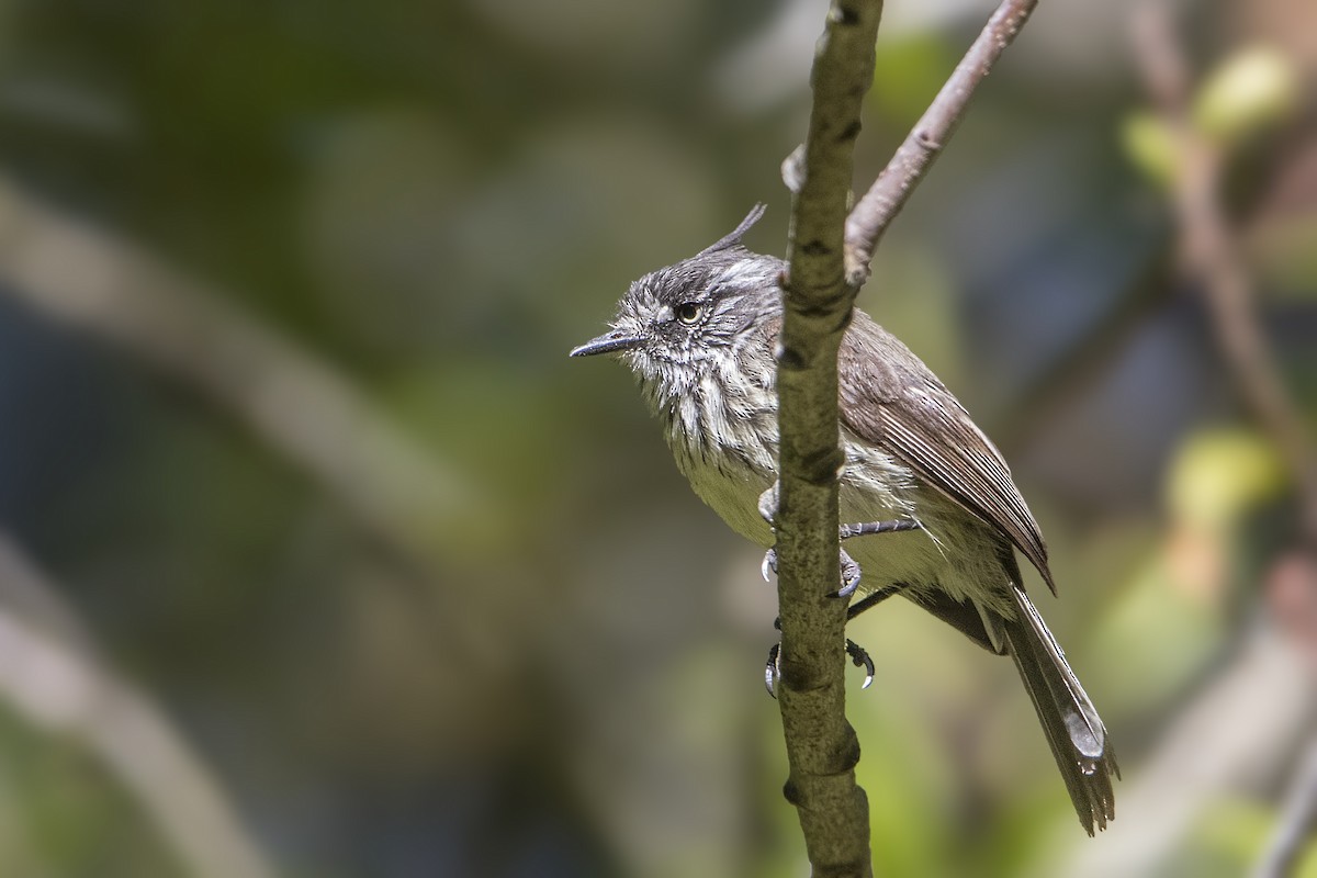 Tufted Tit-Tyrant - ML171336861