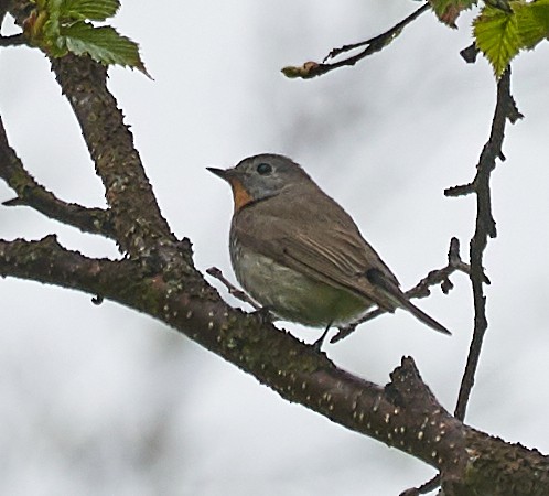 Taiga Flycatcher - ML171337341