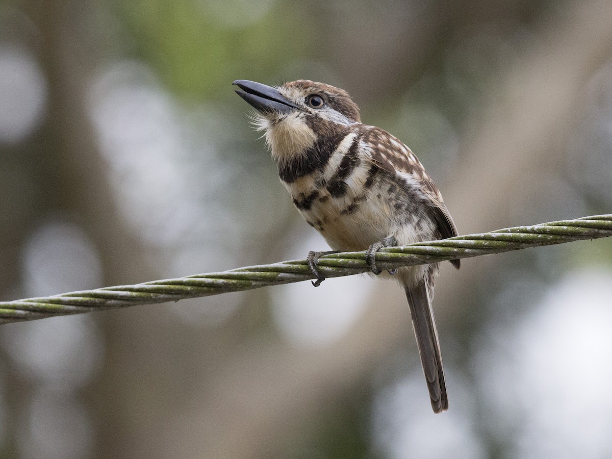 Two-banded Puffbird - Oswaldo Hernández Sánchez