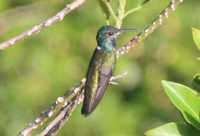 Colibri jacobin - ML171338121