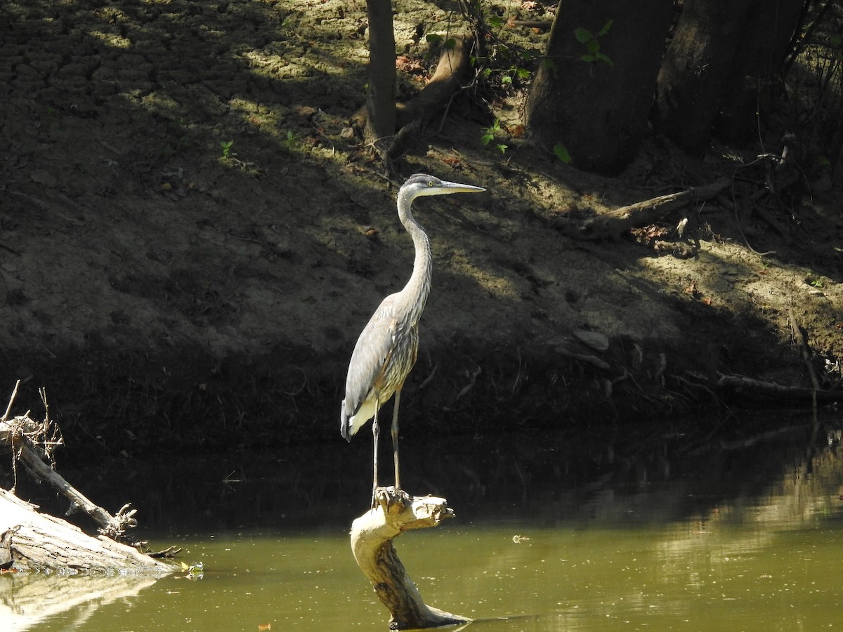 Great Blue Heron - ML171339151