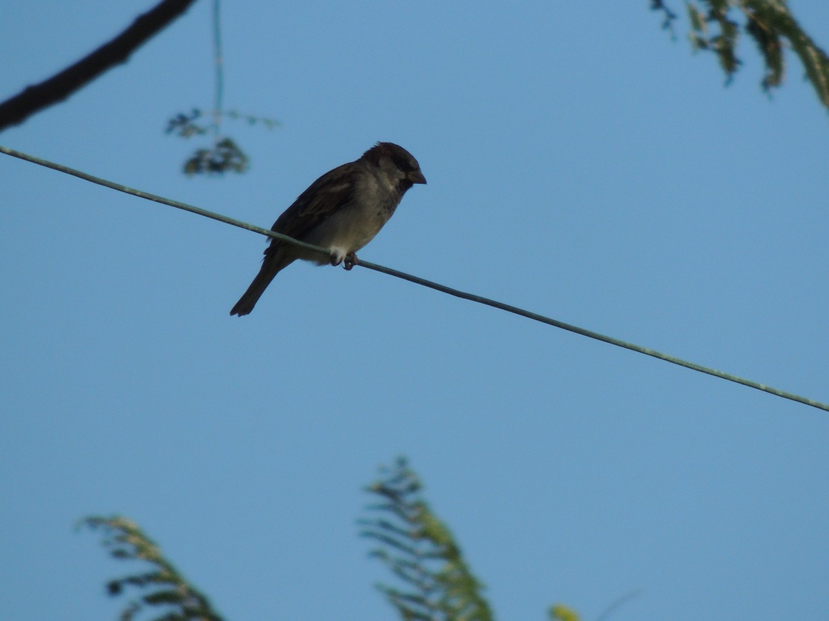 House Sparrow - ML171339481