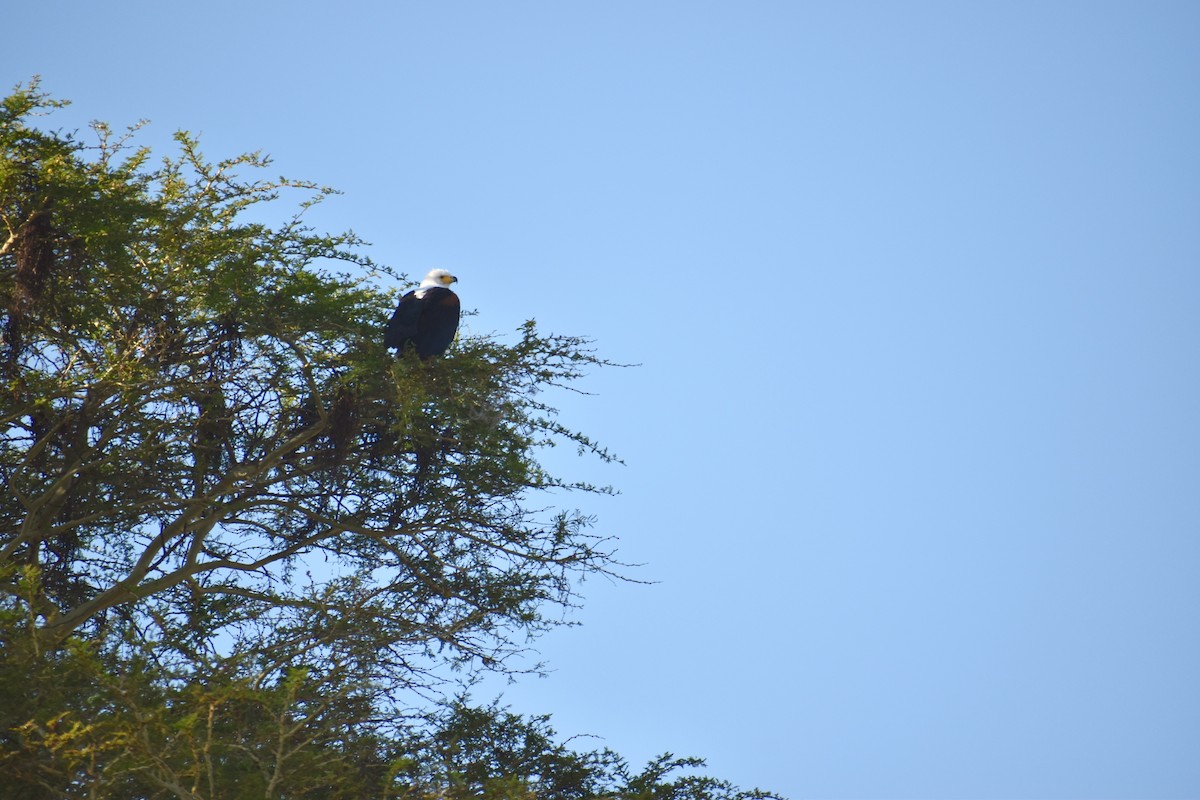 African Fish-Eagle - Stuart Malcolm