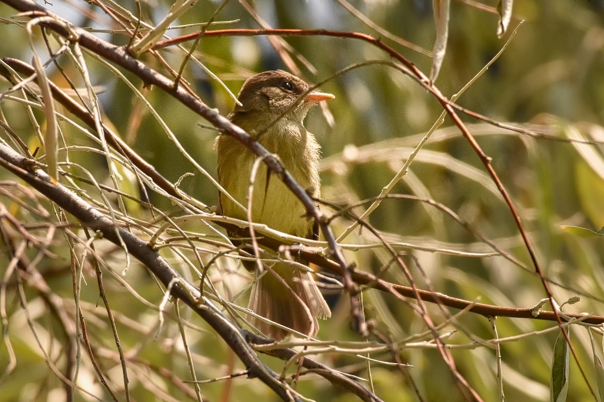 Willow Flycatcher - ML171339911