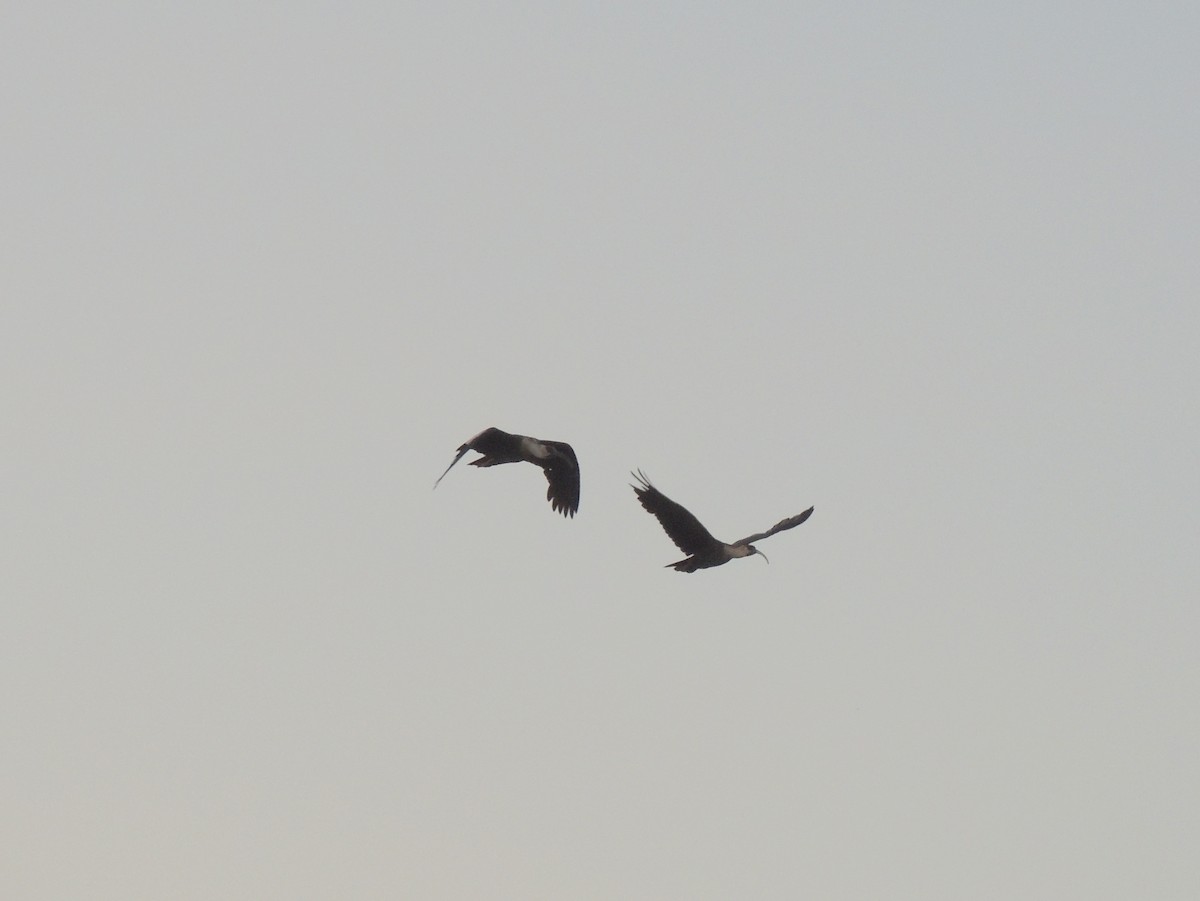 ibis bělokřídlý - ML171340051