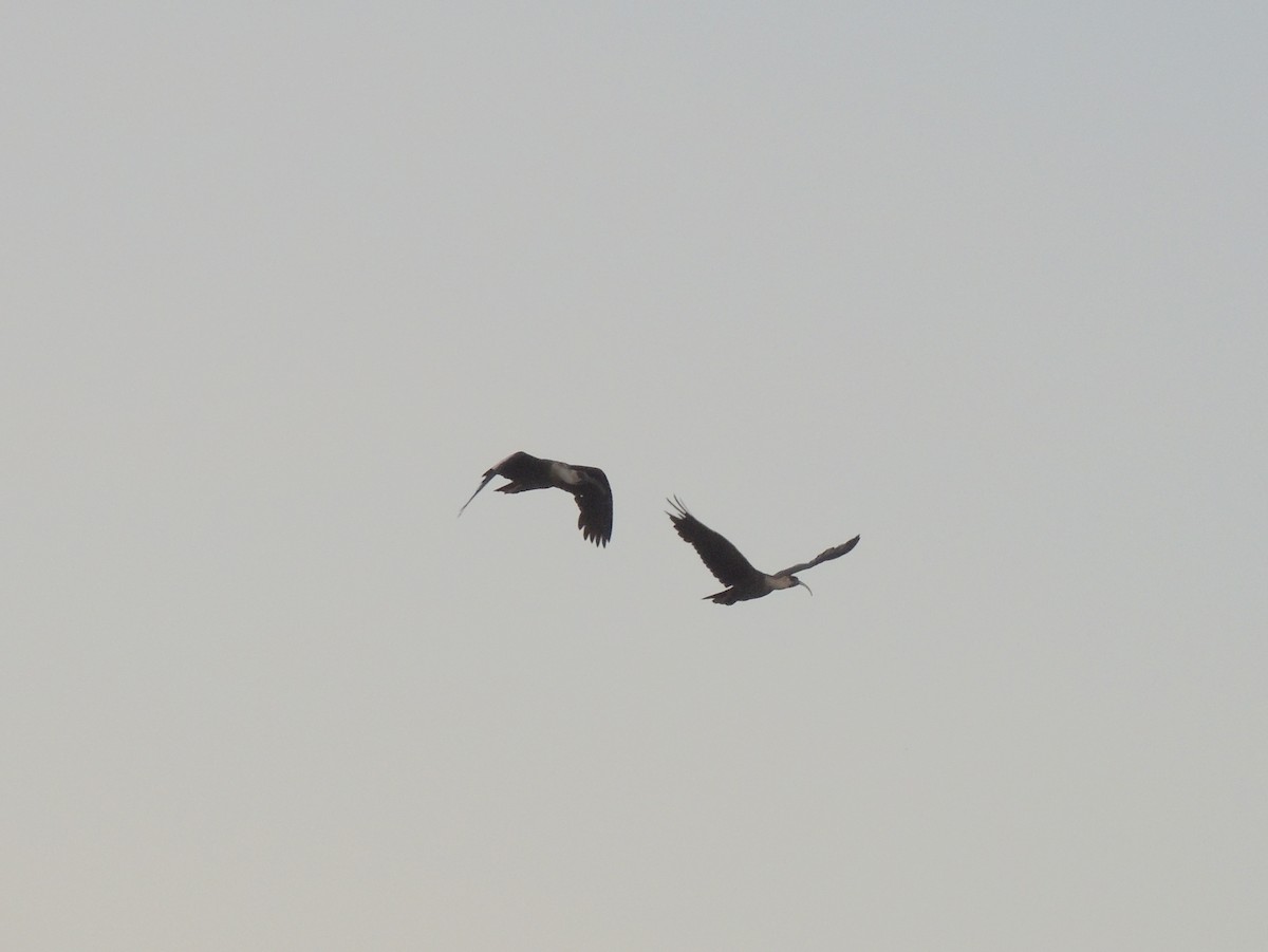 Buff-necked Ibis - ML171340051