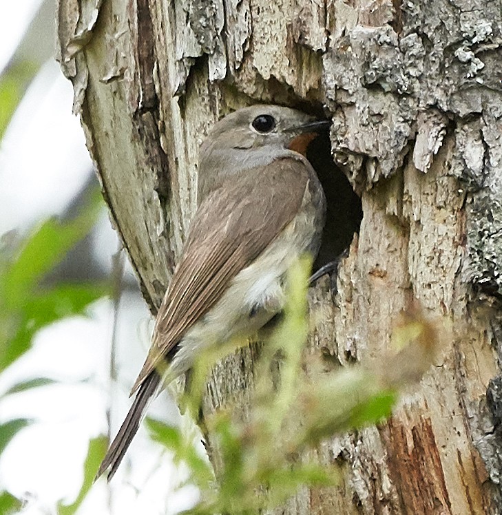 Taiga Flycatcher - ML171340351