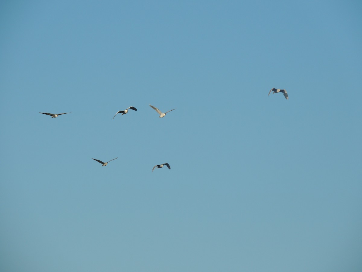 Black-crowned Night Heron - ML171341011