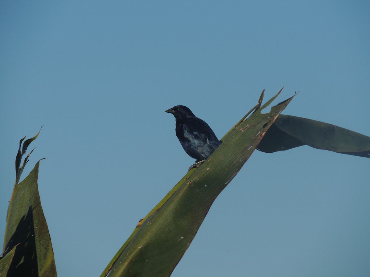 Shiny Cowbird - ML171341201