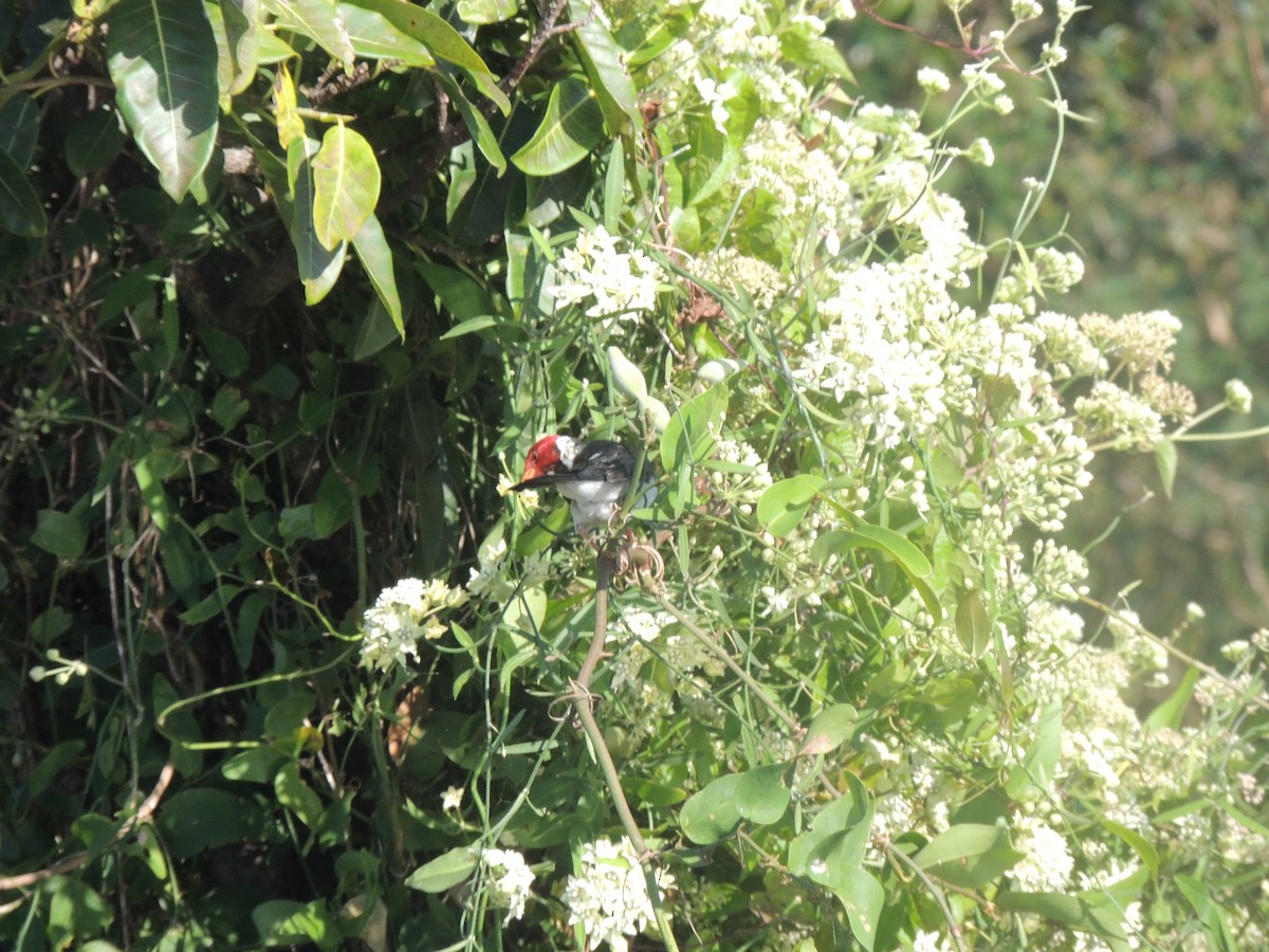 Yellow-billed Cardinal - ML171341391