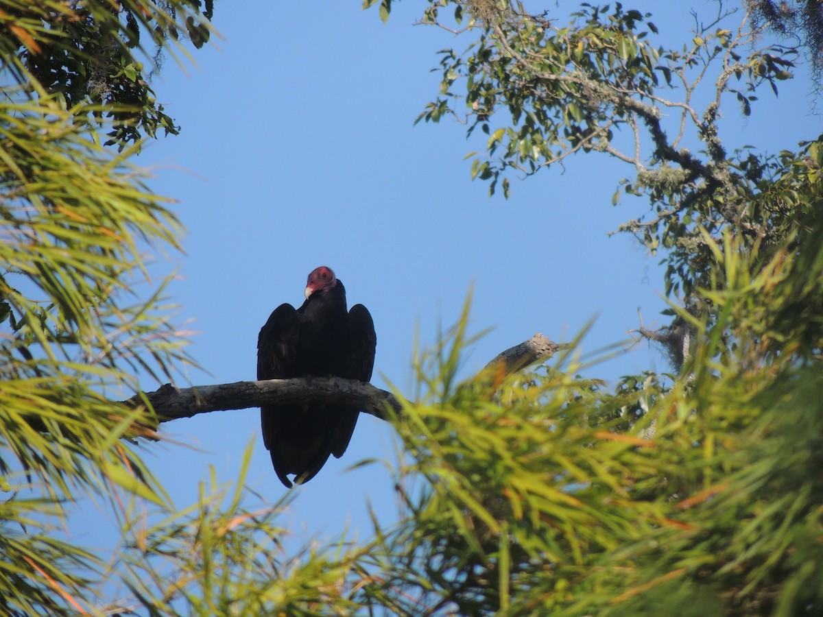 Turkey Vulture - ML171341721