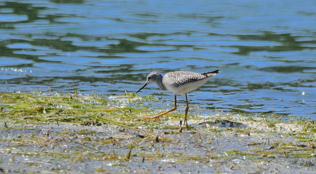 Lesser Yellowlegs - ML171342091