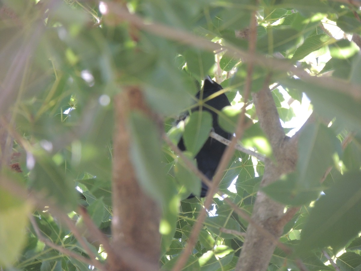 White-lined Tanager - ML171342241